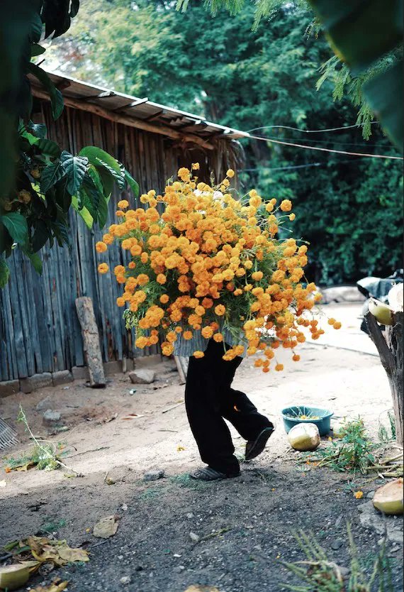 A tribute to the beauty of Mexico 🌼  buff.ly/4177kgt 

Photography by Pia Riverola