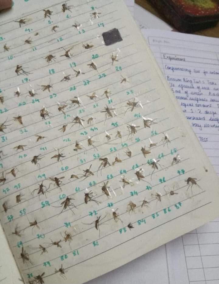 BarDaProUnit's tweet image. naggground ung swatter and our technician fix it for us. we patay the lamoks manually for the meantime 

stay protected pa rin 

Special Unit 1st Detective