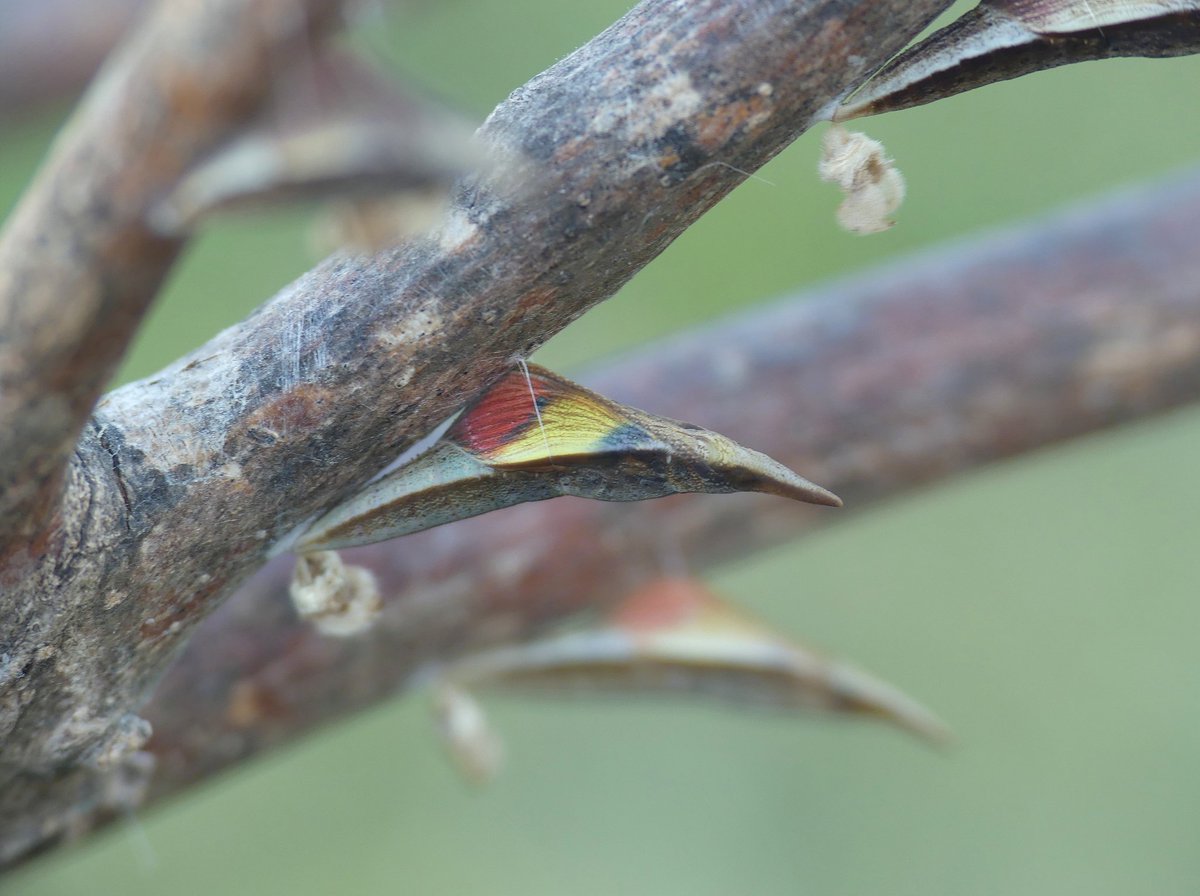 annelovesbutton's tweet image. Eastern Orange Tip butterfly life cycle: 
1) Fresh eggs on Isatis tinctoria 
2) Mid-instar larvae 
3) Mature chrysalis 
4) Freshly released adult