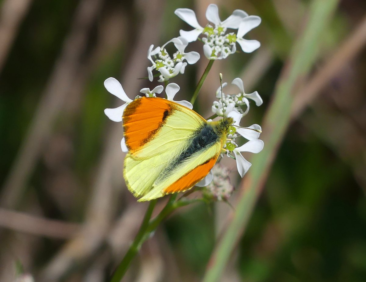 annelovesbutton's tweet image. Eastern Orange Tip butterfly life cycle: 
1) Fresh eggs on Isatis tinctoria 
2) Mid-instar larvae 
3) Mature chrysalis 
4) Freshly released adult