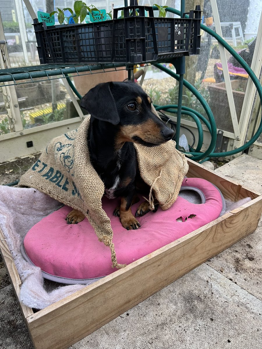 My gardening apprentice has now been promoted to senior gardener now she is 3 yrs old. 🥳🥳🥳🥳🥳🥳🥳
