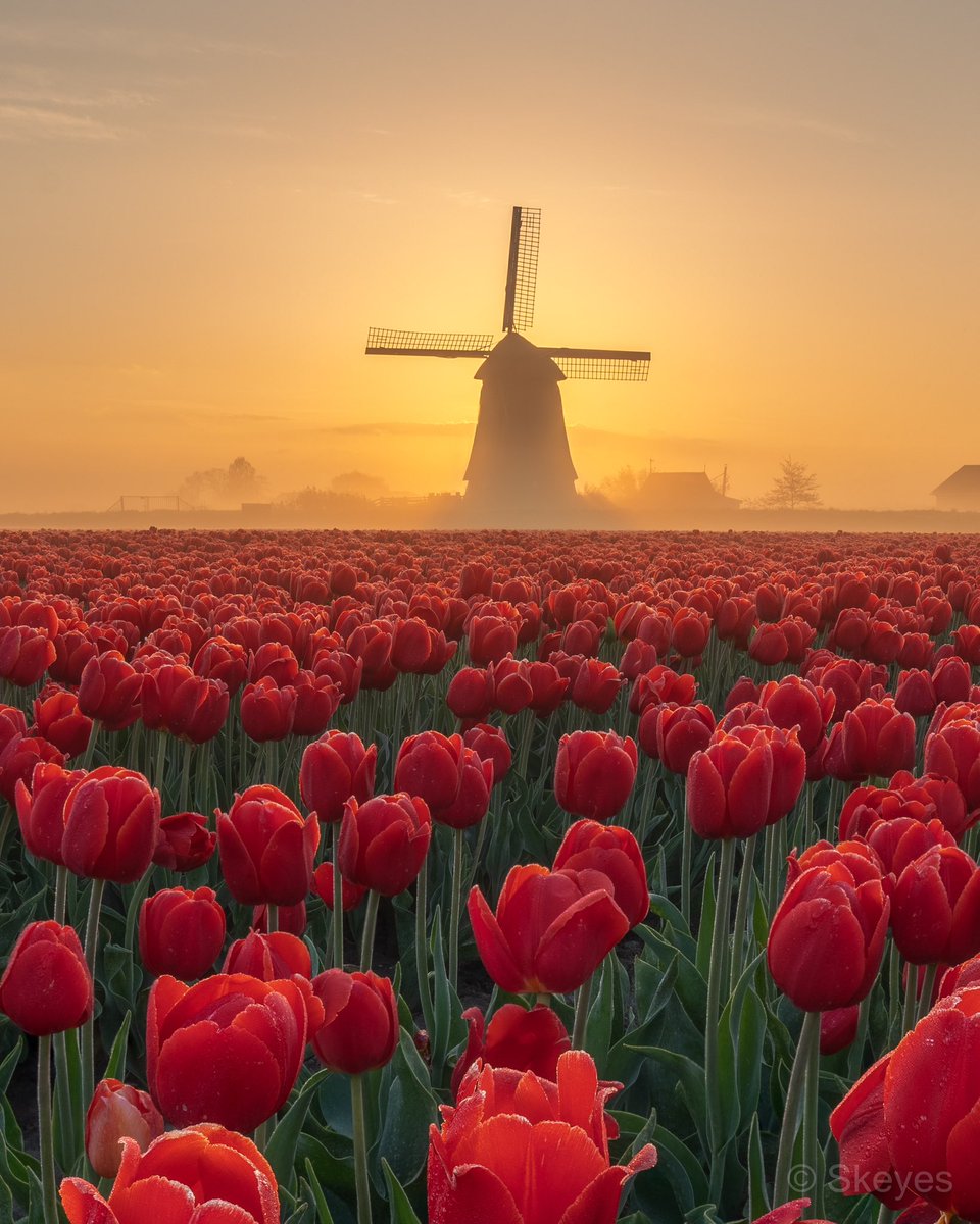 Good morning!

Best combinations? Some fog, a mill and tulips 😃