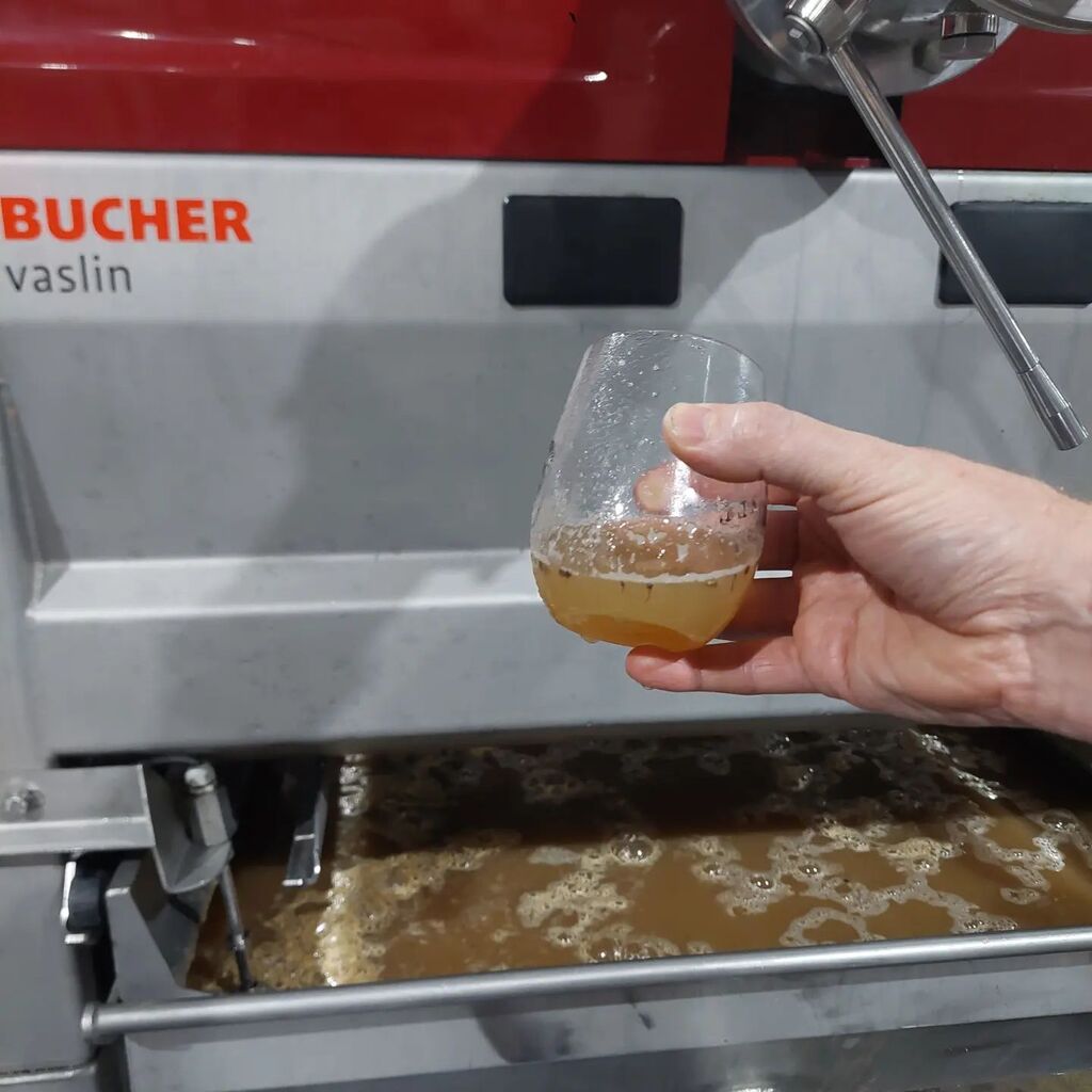 QuietMutiny's tweet image. From Instagram: instagr.am/p/CrC_jCbLwE9/

Yes, it looks cloudy, but this juice, straight from the press tray, is going to make some great Riesling. Through the magic of winemaking 🤩

#TassieWine