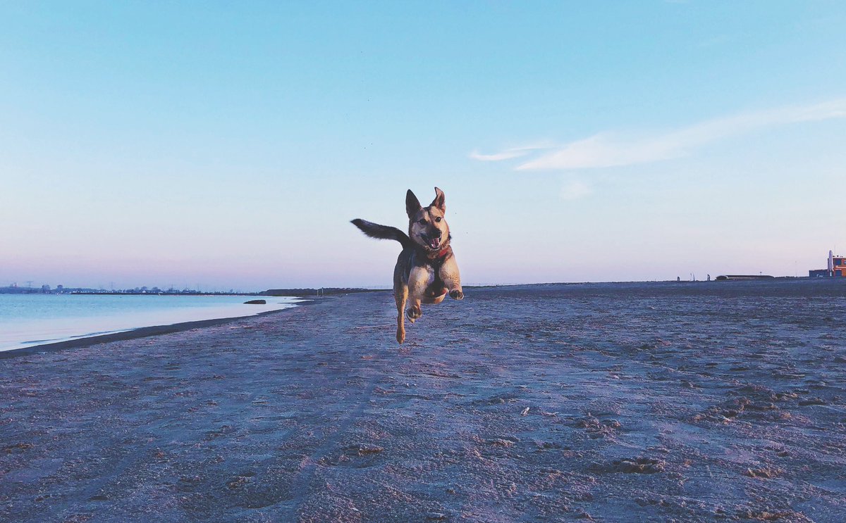 Daphna & Dobby tweet media