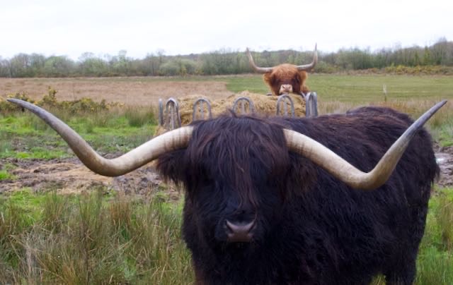 Also at #WTSWW #ParcSlip these magnificent beasties have been enjoying the meadow while skylarks sing above  💚