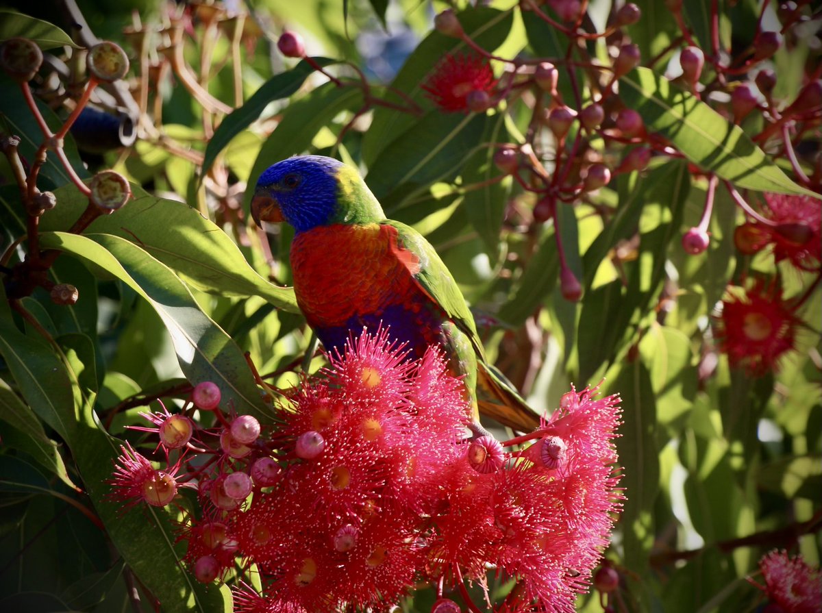 Md. Rashadul Islam (@mri_shihab) on Twitter photo Colourful guest before the rain. Rainbow lorikeet (Trichoglossus moluccanus)
#commonbirds #australia #birds #birdphotography #bird #birdofparadise #parrots #hobby @natgeo @bbcearth <a href="/Deakin/">Deakin University</a> Colourful guest before the rain. Rainbow lorikeet (Trichoglossus moluccanus)
#commonbirds #australia #birds #birdphotography #bird #birdofparadise #parrots #hobby @natgeo @bbcearth <a href="/Deakin/">Deakin University</a>
