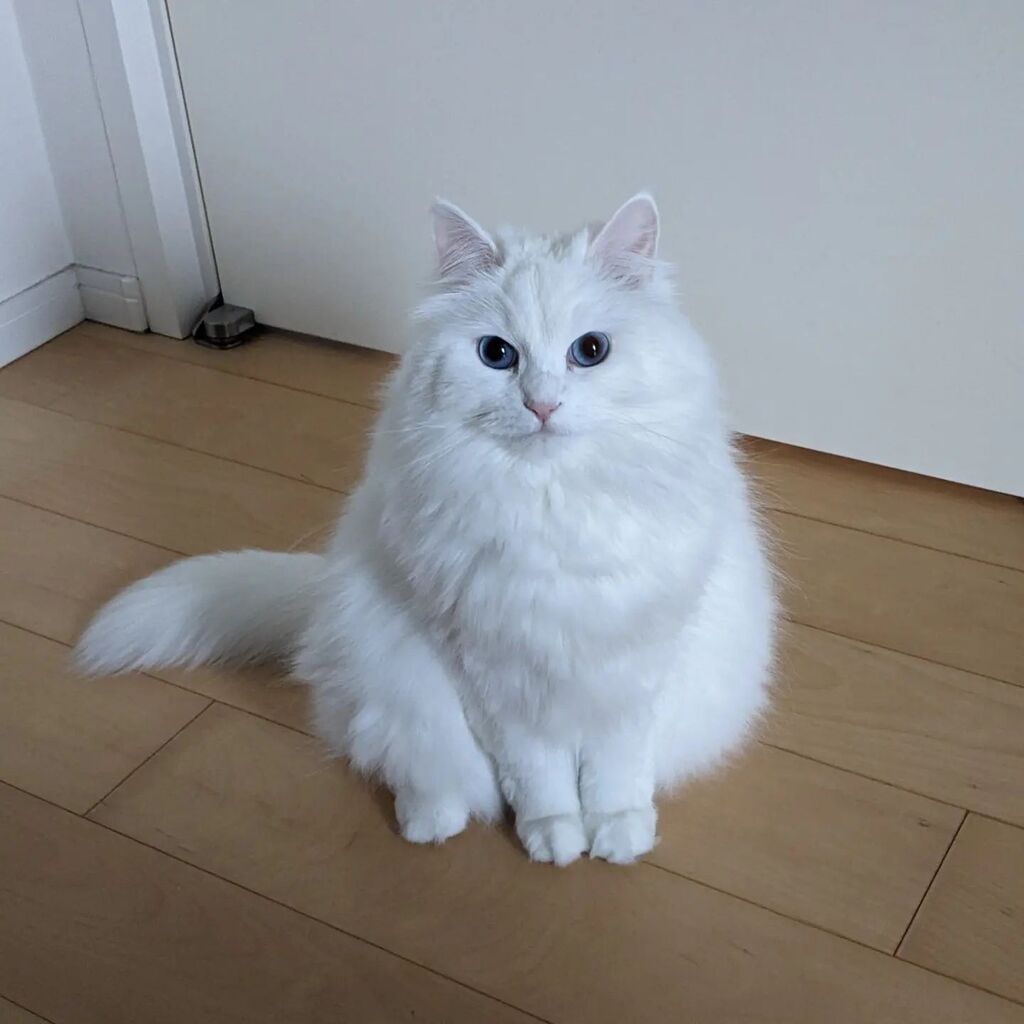 rosa2020071's tweet photo. #cat #CatsOfTwitter #ねこ from https://t.co/lx0G5TCu85 https://t.co/jKItR0n1nE