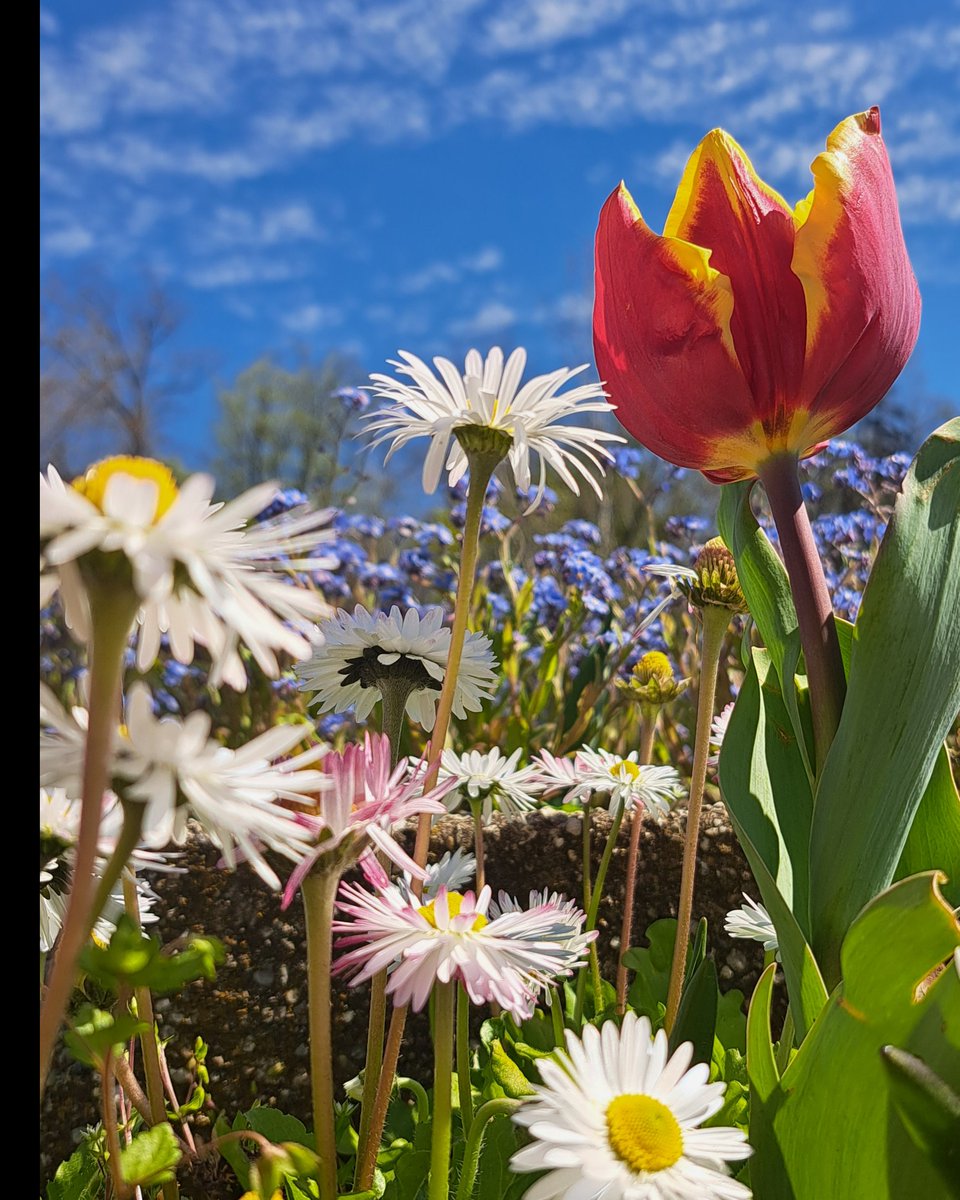 Tulip- Herastrau Park- Bucharest-Romania #nature #naturelover #naturephoto #naturelove #NaturePhotography #naturebrilliance #fiori #FLOWER #fleurs #BlueSky #blooms #naturliebe #pflanzen #blumenliebe #tulipán #tulipano #tulipe #MotherNature #mutternatur