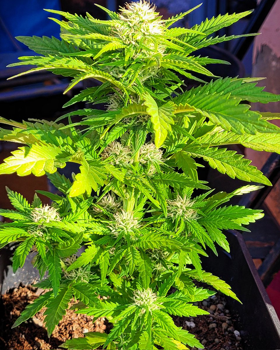 RaulSantos1981's tweet photo. Good morning everyone with #LemonOGCandy having Sun! 🍋
@PhiloSeeds @ProXL_Spain
#CannabisCommunity #15Abr https://t.co/Naoz8UMI7m