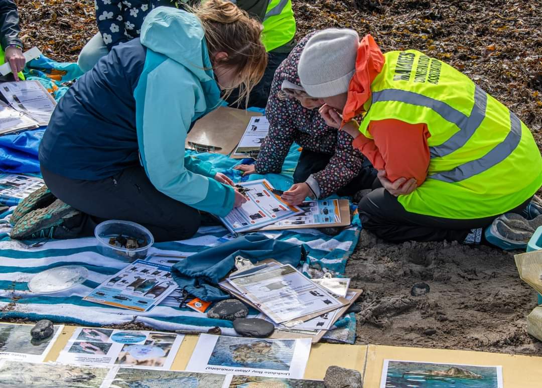 Irish Elasmobranch Group tweet media