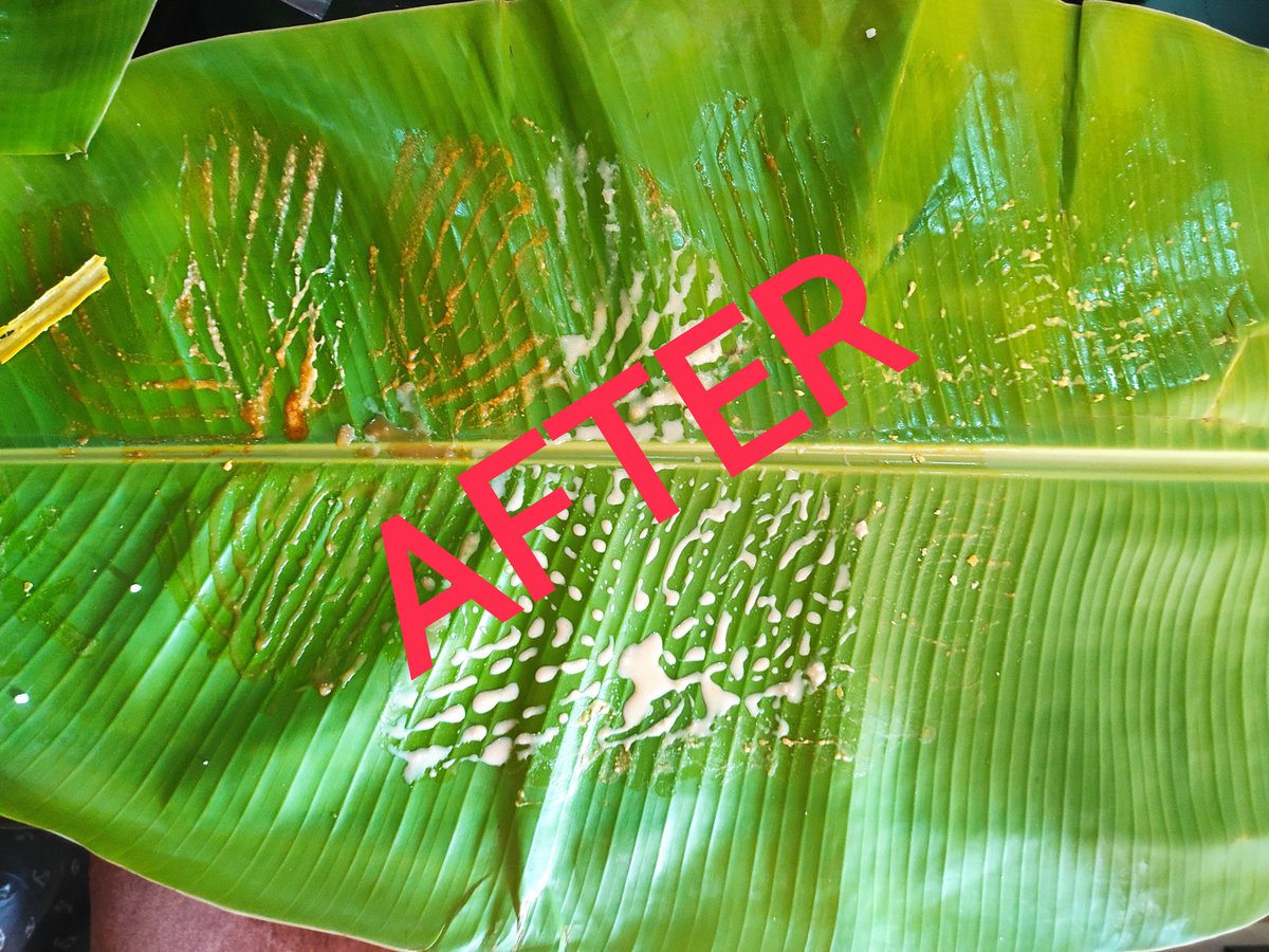 Celebrating with a delicious Sadhya!!

Sadhya is a traditional elaborate #Kerala meal of several courses of vegetarian dishes served on a banana leaf. 

The below sadhya was not just a meal, but an experience in itself!!!

#vishu2023 #VishuSadhya #Vishu #VishuSpecial