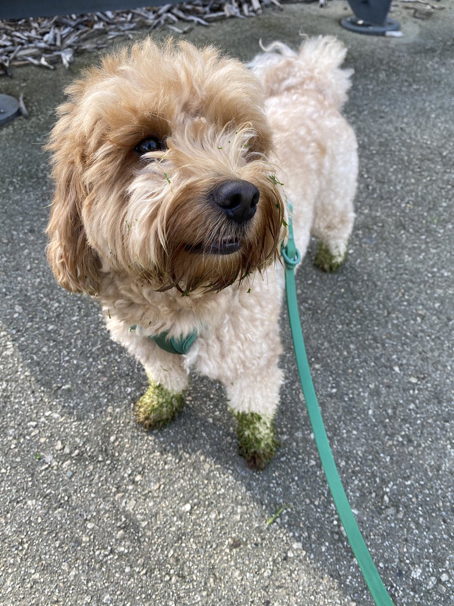 pochidoodle's tweet photo. 刈りたての芝生の上で暴れて緑の靴下履いてしまった犬 https://t.co/DjCVWsvg9h