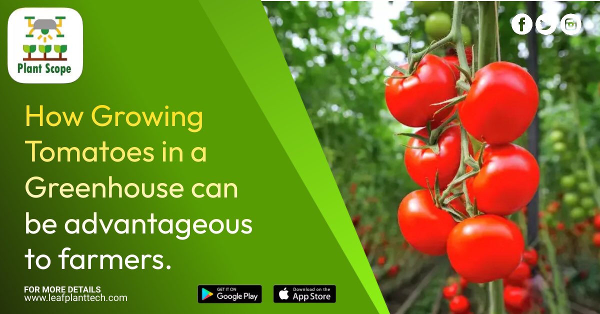 PENCIL KING 🔱🇺🇬 on Twitter "RT plant_scope Growing tomatoes in a