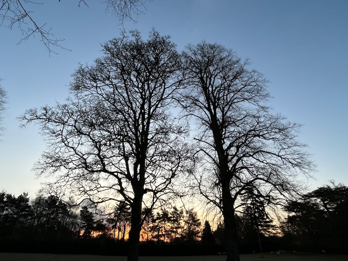 Tristan Gooley 🌳 tweet media