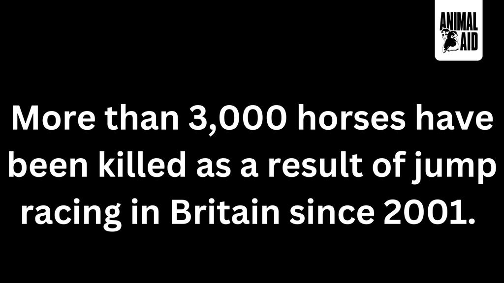 More than 3,000 horses have been killed as a result of jump racing in Britain since 2001. 

It’s time to ban jump racing: animalaid.org.uk/BanJumpRacing

#BanJumpRacing #Aintree #GrandNational