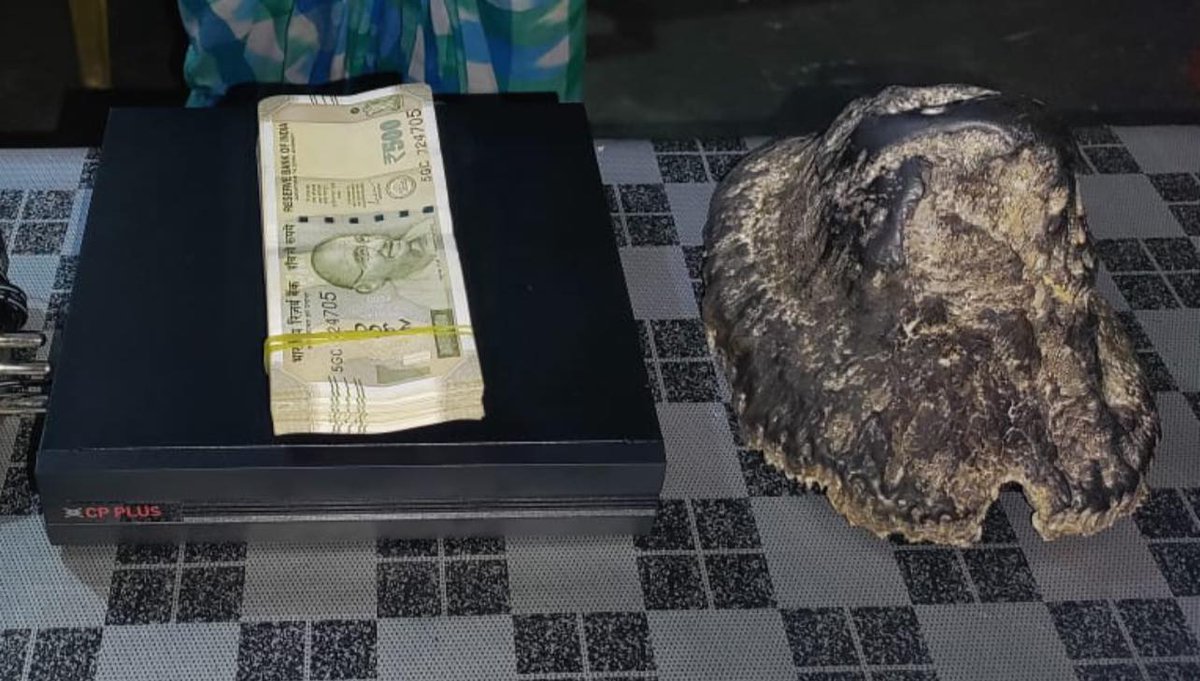 nagaonpolice's tweet photo. In a major breakthrough in the rhino poaching case in Bagori Forest Range, Kaziranga, reported on 26th March, 2023, STF, Assam, and Nagaon Police has recovered the rhino horn which is suspected to have been poached during the incident
@DGPAssamPolice @CMOfficeAssam @himantabiswa https://t.co/zTLkP4oCRL