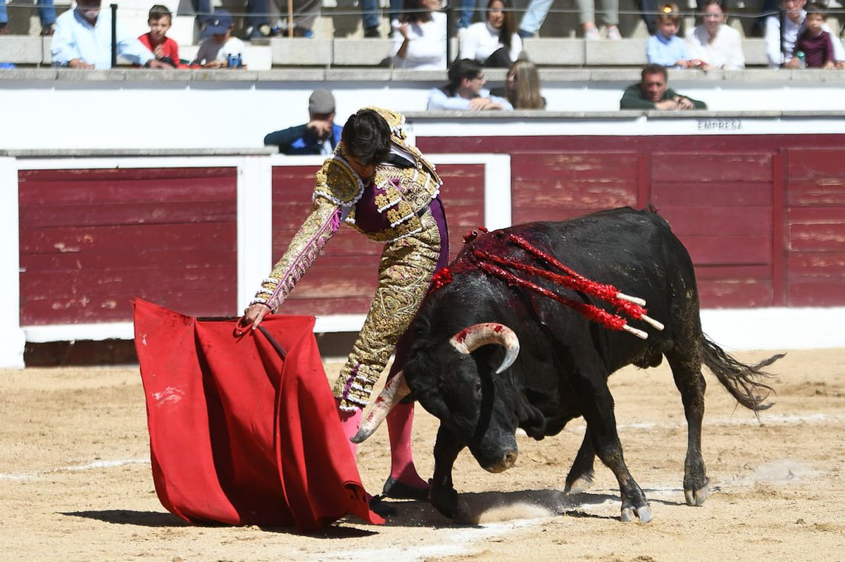 CircuitoCMadrid's tweet photo. 📸 𝗔𝗩𝗔𝗡𝗖𝗘 | San Martín de Valdeiglesias 

👉🏼 Oreja para @marcosdlrincon del segundo, de Caras Blancas de Carpio, ovacionado en el arrastre. https://t.co/SnSlircngP