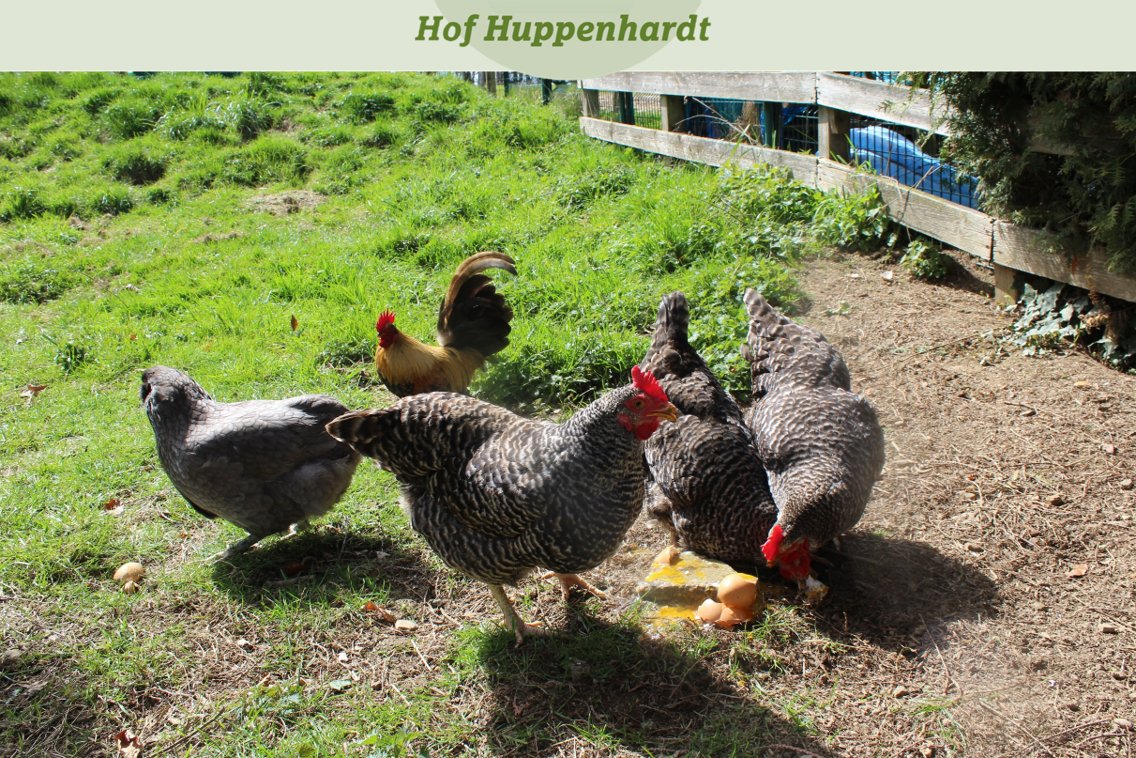 Oh 😨 Ich kann das erklären... Es ist nicht das, wonach es aussieht! 🐔 Eure Berta

#hofhuppenhardt #cute #etn #picoftheday #tierschutz #huhn #henne #hahn #eier #ei #hühnerei