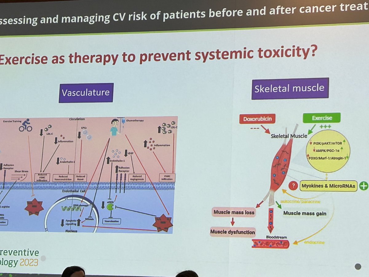 Exercise to prevent cardiac toxicity of oncology therapy. Does exercise have a role? Topic at #ESCPrev2023 ⁦@ESC_Journals⁩ ⁦@AG14_DGK⁩ ⁦@AG32_DGK⁩ ⁦@YoungDgk⁩