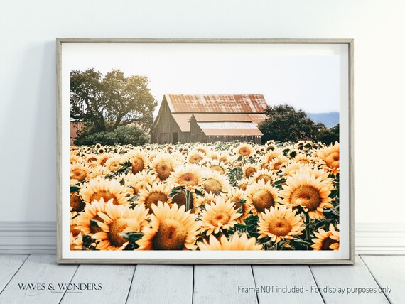 Sunflower Field and Barn Print for Farmhouse etsy.me/3R13QIx #honeybee #farmhousewallart #sunflower #sunflowergift #sunflowerdecor @etsymktgtool