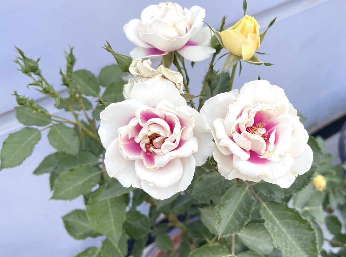 #Rose #flowers #TwitterGardening #Spring #SaturdayMorning