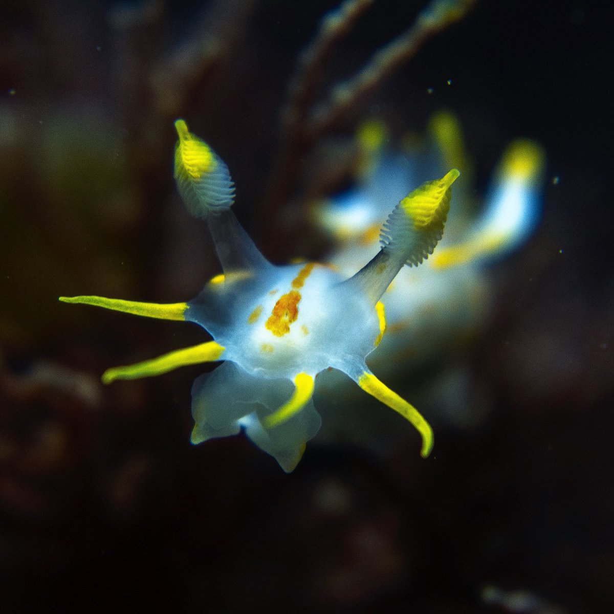 In the waters of the #IsleofWight and #Solent spring is a busy time for our nudibranch species! The island’s #seagrass is decorated with delicate egg-ribbons this week, as several species begin to lay their eggs after successfully spawning! #marinebiology #marinebiodiversity