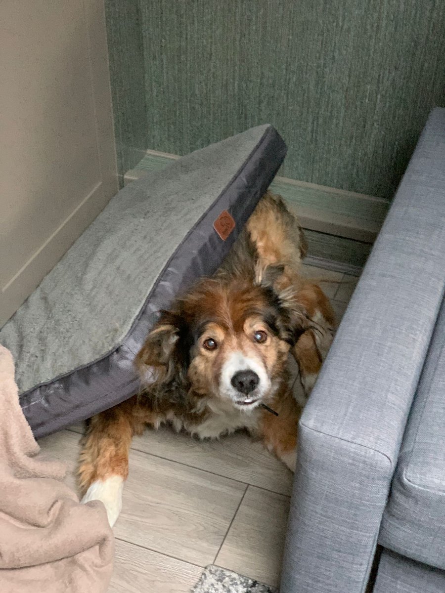 widebeamandwel1's tweet photo. Was a rough night at sea! 😂 daft doggy #baileyboy #boatdog #roughnight https://t.co/gwlHT9uLdb