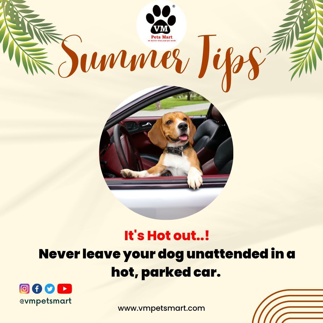 Summer Tip: Never leave your dog unattended in a hot, parked car. 🚗

Follow us @ VM Pets Mart 

#summer #SummerTip #dogs #dogslife #pets #petshop #petcare #petcaretips #vmpetsmart #petshopnagercoil #nagercoil