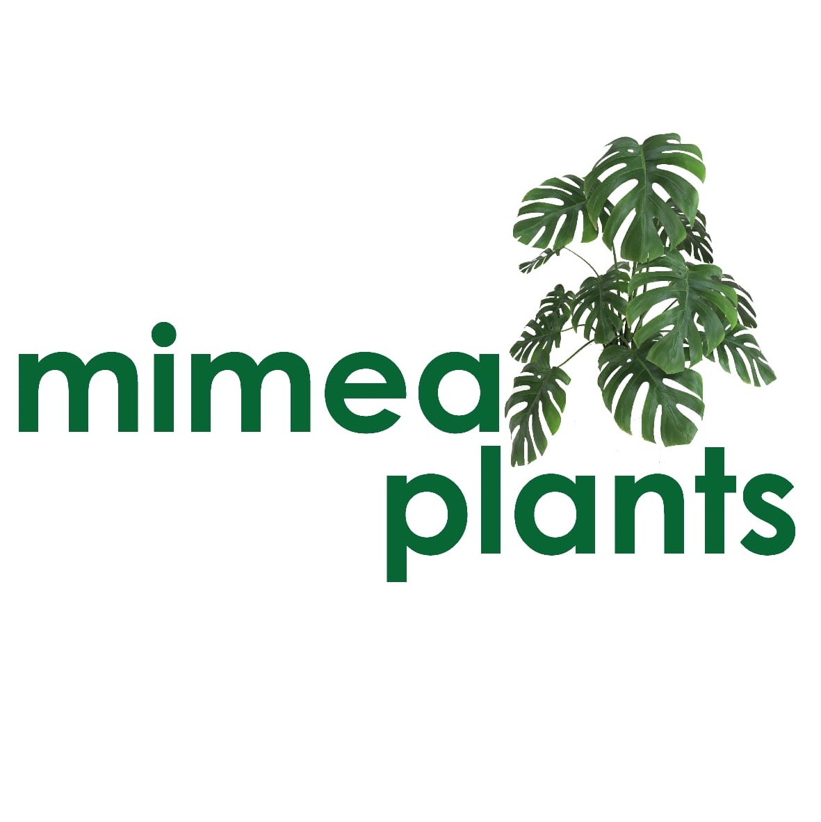 mimeaplants's tweet photo. #NewProfilePic https://t.co/I8M9YtQnw3