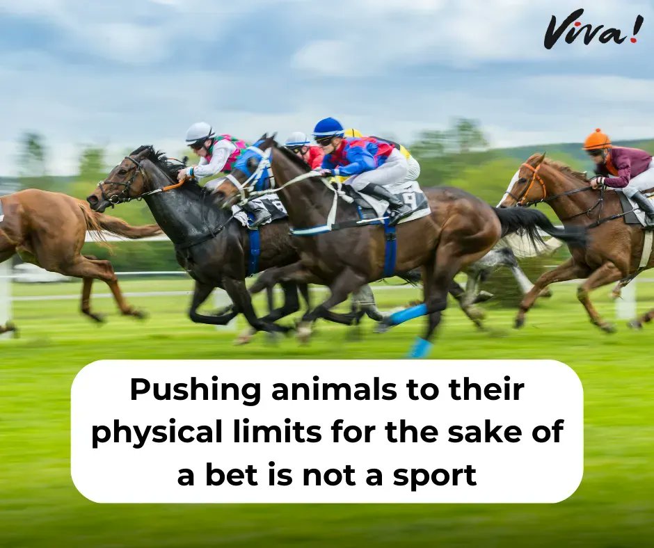 vivacampaigns's tweet image. Animals are not ours to use in sports. 🏇 ❌ 

Throughout its history, the Grand National has been infamous for killing horses. 

Don't support the Grand National. It is a cruel, out-dated sport that needs to end.