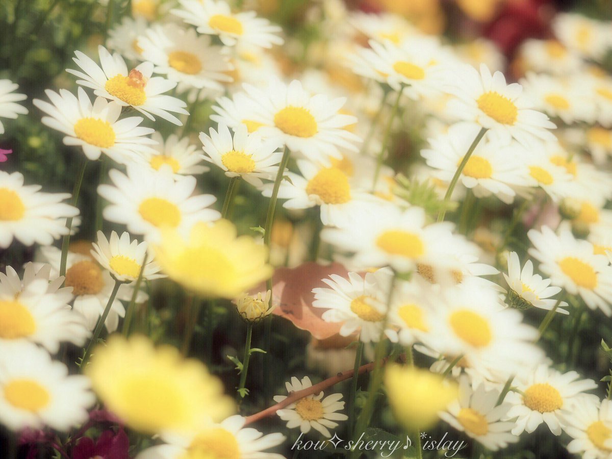 sherry_islay's tweet photo. ✴︎
　
ただ

退屈なだけじゃなく

自由でありたい

ただ

多忙なだけじゃなく

生きがい感じたい

✴︎

そこに咲く花々のように

日常という瞬間を

精一杯に生きていたい

✴︎

#ファインダー越しの私の世界 
#写真で伝えたい私の思い 
#キリトリセカイ 
#flower 
#omoi https://t.co/nwj50RzmDj