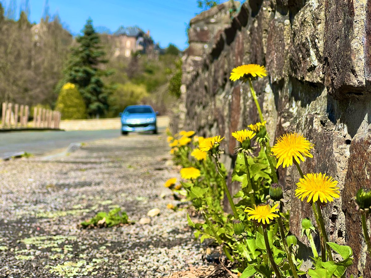 With this one photo, I can sum up the difference between MOST councils &amp; the attitudes of many in the UK, and those in #France. Not ALL, but most. The magnificent and all too often maligned #Dandelion - defiance personified…