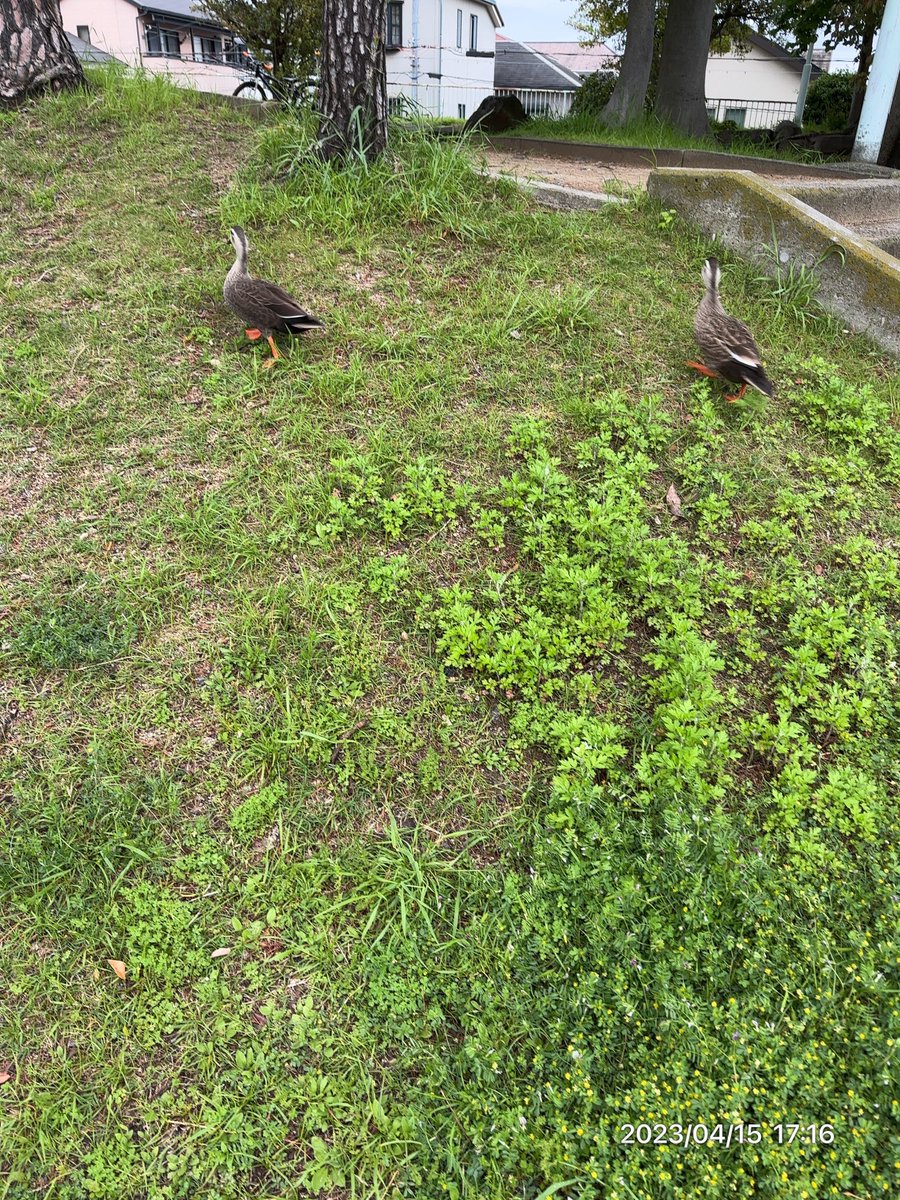 ankomaru's tweet photo. 2023/04/15(土)
散歩中に見たカモ🦆🦆
昨日見たカモと一緒かな？
池から移動してテクテクカモ🦆🦆
可愛い😍💕
#ankomaru運動 https://t.co/GY5mCk3cWi