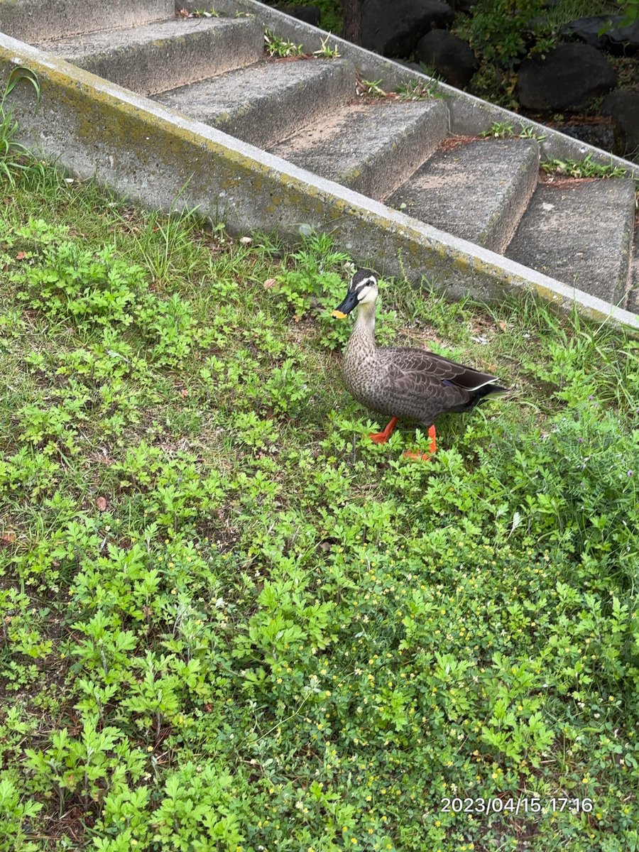 ankomaru's tweet photo. 2023/04/15(土)
散歩中に見たカモ🦆🦆
昨日見たカモと一緒かな？
池から移動してテクテクカモ🦆🦆
可愛い😍💕
#ankomaru運動 https://t.co/GY5mCk3cWi