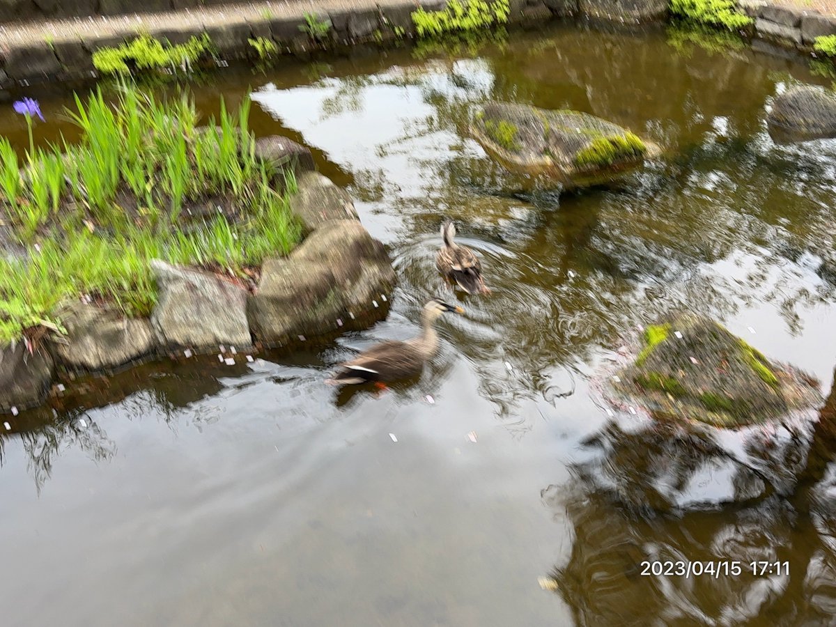 ankomaru's tweet photo. 2023/04/15(土)
散歩中に見たカモ🦆🦆
昨日見たカモと一緒かな？
池から移動してテクテクカモ🦆🦆
可愛い😍💕
#ankomaru運動 https://t.co/GY5mCk3cWi