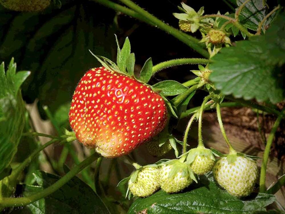 SeRiALGoooD's tweet photo. I picked strawberries, all raspberries ripened. I'm already rather tired of currants… https://t.co/Pp25ZobWDk
#Strawberry #Fragaria #BlackberryRubus #Redraspberry #Rubus #Currant #Ribes #GardenPlants #Horticulture #Berry #Blossom #Greenery https://t.co/IefEHy4XTz