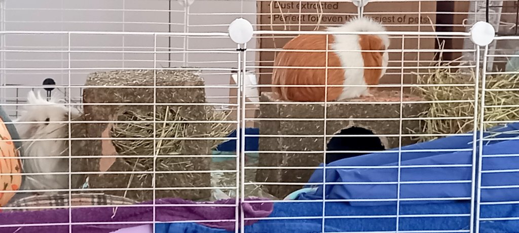 Nayuleska's tweet photo. Leaving my girls with lots of hay and cardboard to chew while I'm out today. Alpha Tulip likes being Queen of the Castle. Snow loves her haycube. Will she eat enough to get inside before I'm back??? #guineapig #peegture #IamNumberOne #cavy #piggies https://t.co/qWOVlIq2t2