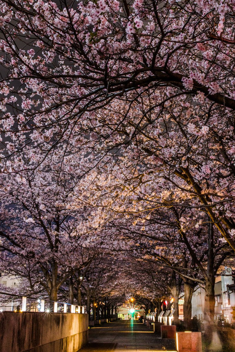 堀川の満開夜桜🌸🌸🌸⁡
⁡
⁡2022年3月27日(日)⁡

#過去pic #夜桜
#フォト散歩
#キリトリセカイ 
⁡⁡#バイクのある景色⁡
⁡#バイクのある風景⁡⁡
⁡#カメラ好きと繋がりたい
⁡#写真好きな人と繋がりたい⁡