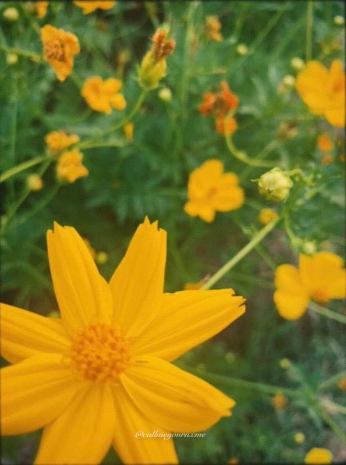callmeyournxme's tweet photo. 𝘩𝘰𝘭𝘪𝘥𝘢𝘺 𝘪𝘯 𝘢𝘱𝘳𝘪𝘭,( 🍂🌼🍃✨ ) https://t.co/U1x5qLRn2i