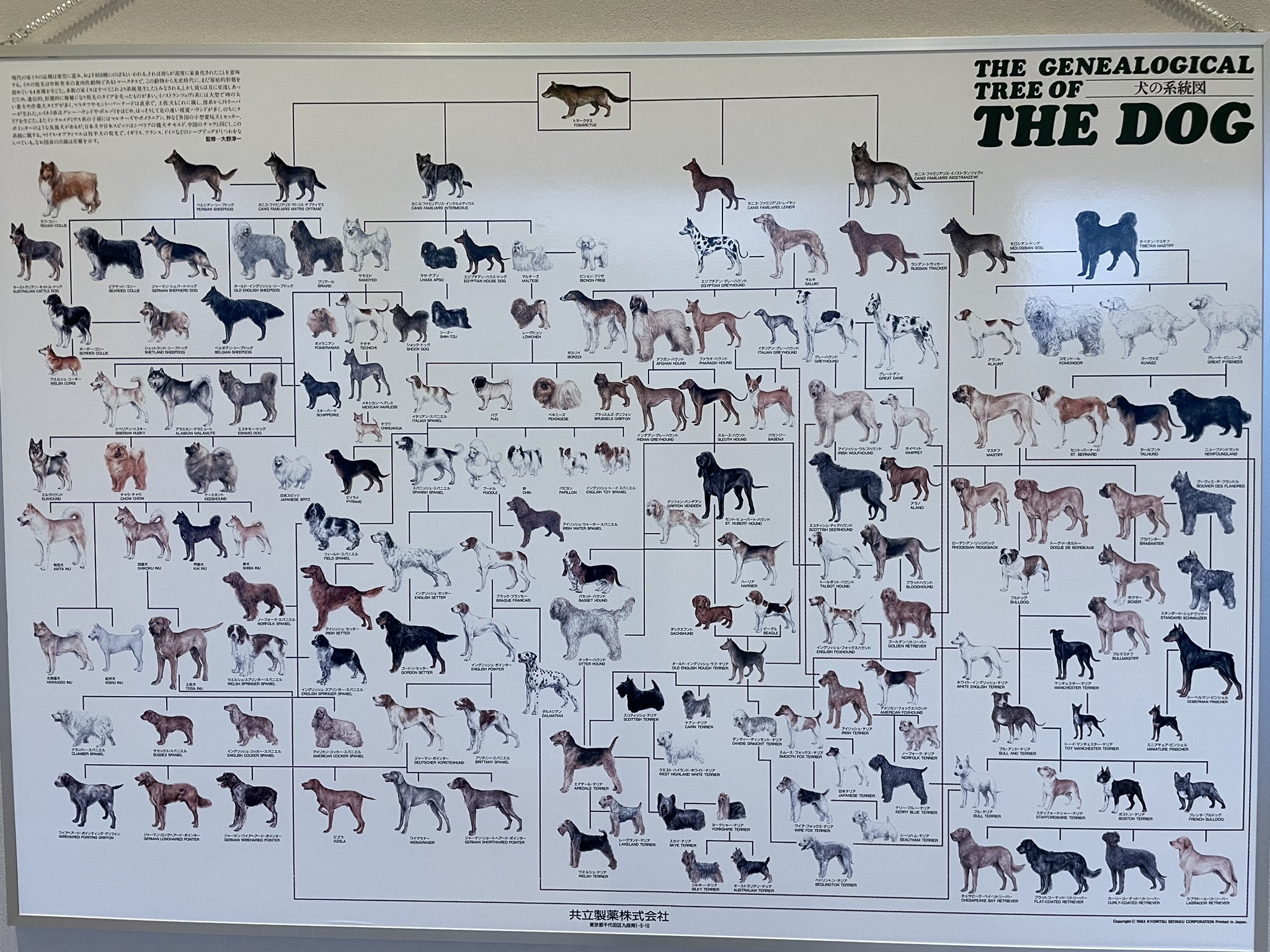 犬圖 51OxBGLchfS._UF894,1000_QL80_.jpg