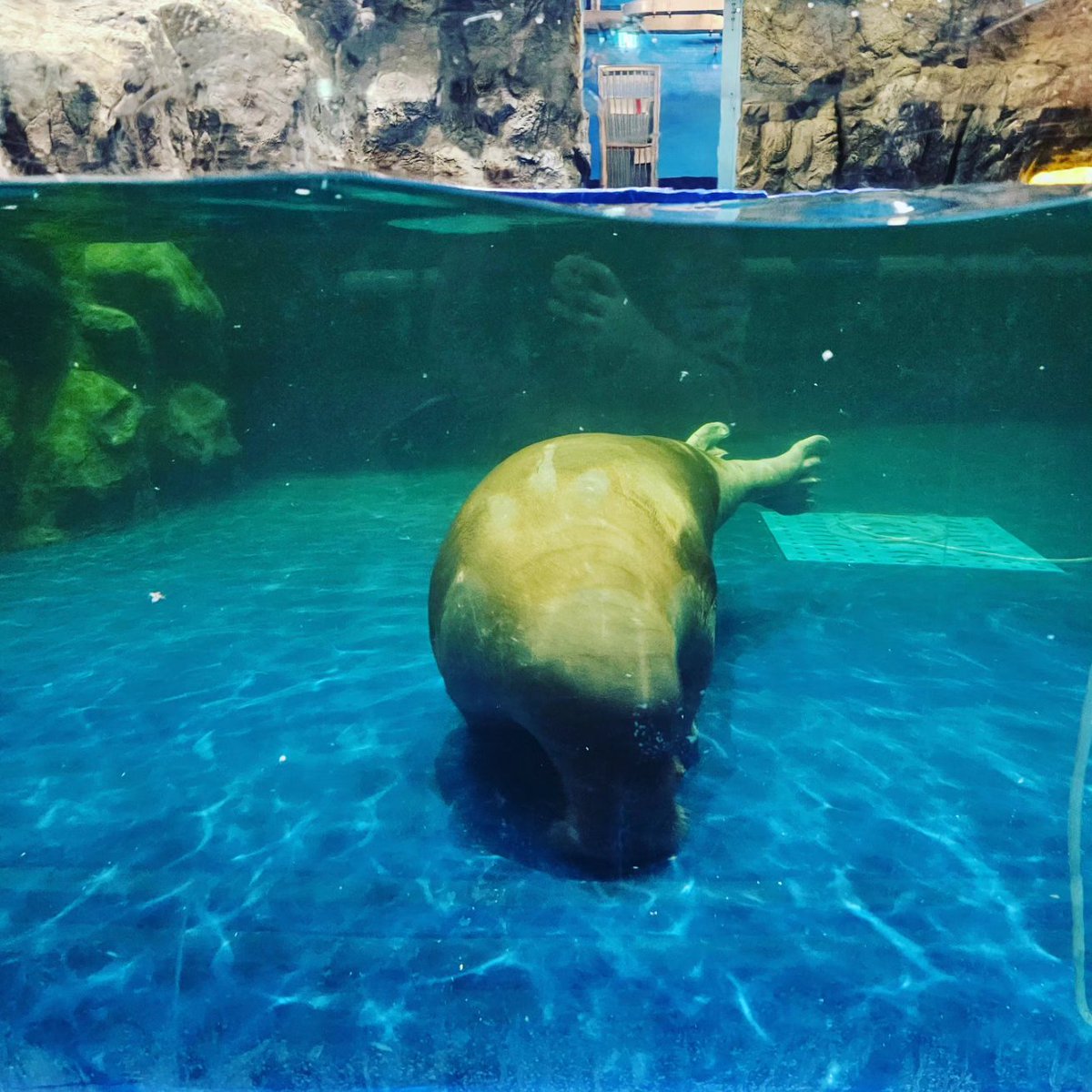 mc_xanthe's tweet photo. Aquaplanet Ilsan pt.2 #ilsan #aquaplanet #aquarium #photography #seoul #korea #fish https://t.co/7yJNO3Qttk