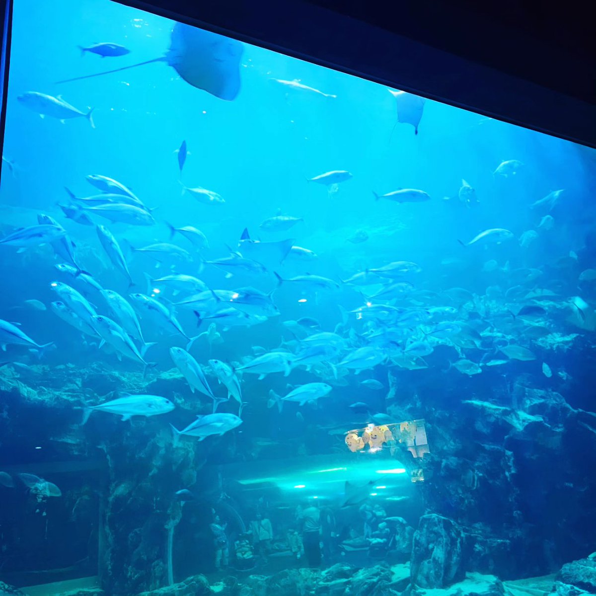 mc_xanthe's tweet photo. Aquaplanet Ilsan pt.2 #ilsan #aquaplanet #aquarium #photography #seoul #korea #fish https://t.co/7yJNO3Qttk