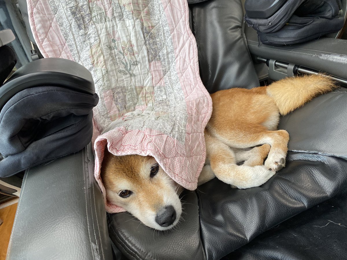 wa_herb_'s tweet photo. マッサージチェアが特等席🐕

カバーをちょろんと掛けるのが
お気に入り。

#いぬのいる暮らし 
#犬との暮らし https://t.co/JekSmvYOyV