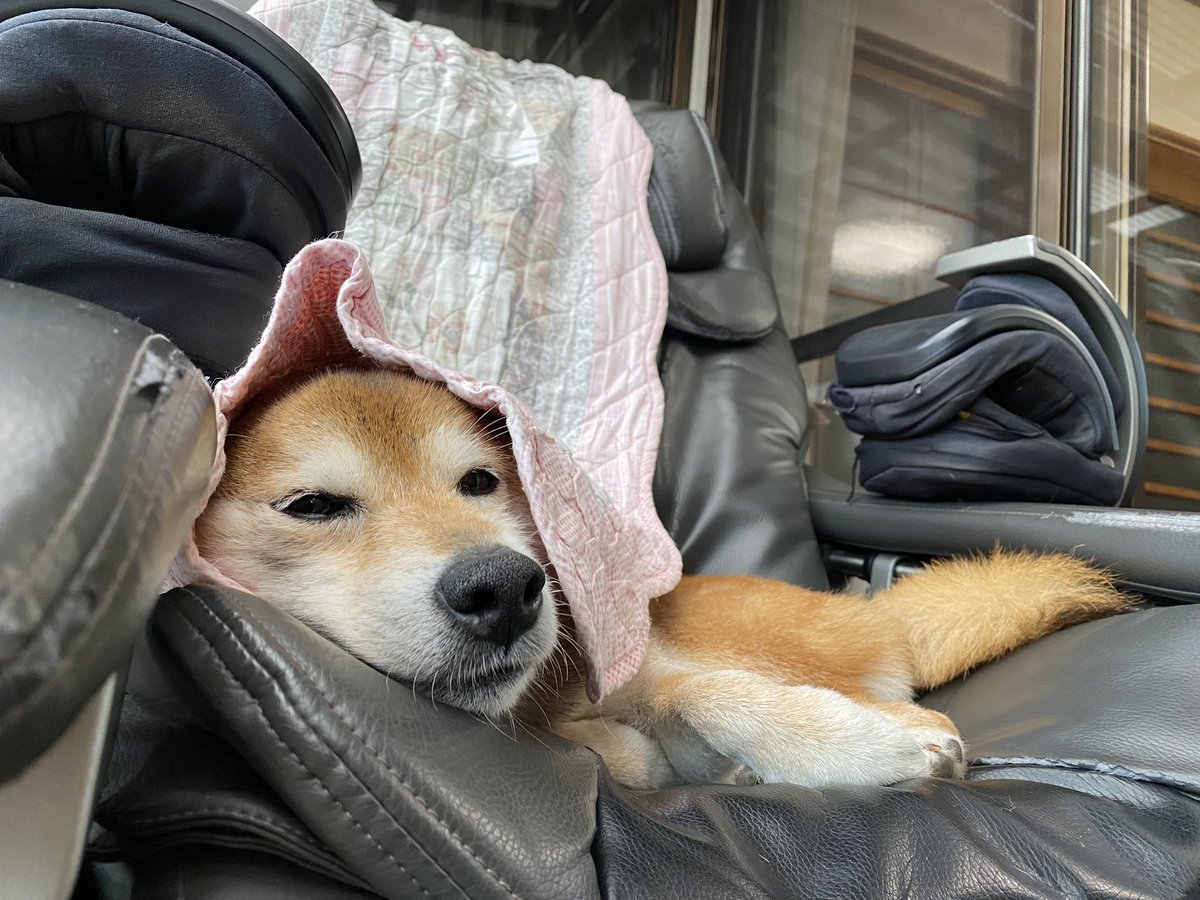 wa_herb_'s tweet photo. マッサージチェアが特等席🐕

カバーをちょろんと掛けるのが
お気に入り。

#いぬのいる暮らし 
#犬との暮らし https://t.co/JekSmvYOyV