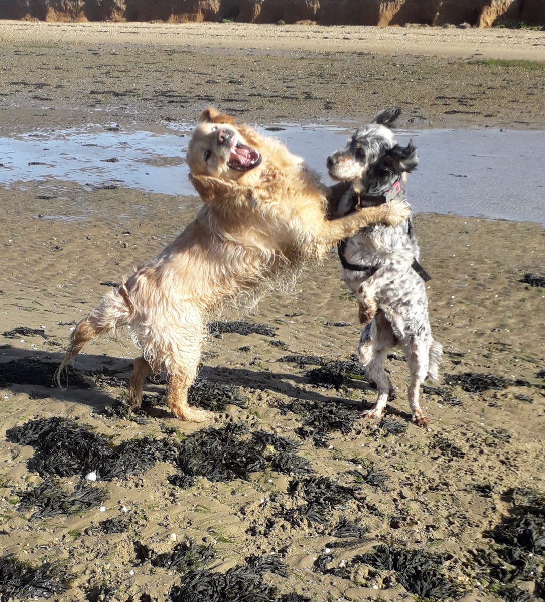 It’s a sandy #Samba in #sunny #Suffolk this #Saturday guys - happy #weekendsmiles #dogsoftwitter #grc 💕Bertz 🐾 x