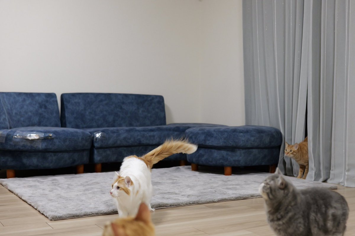 waganeko001's tweet photo. モモンガぁ〜。笑

#猫との暮らし
#保護猫 https://t.co/fIle7FqrQj