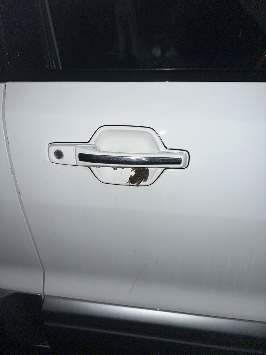 Persons tree frog ready to roll