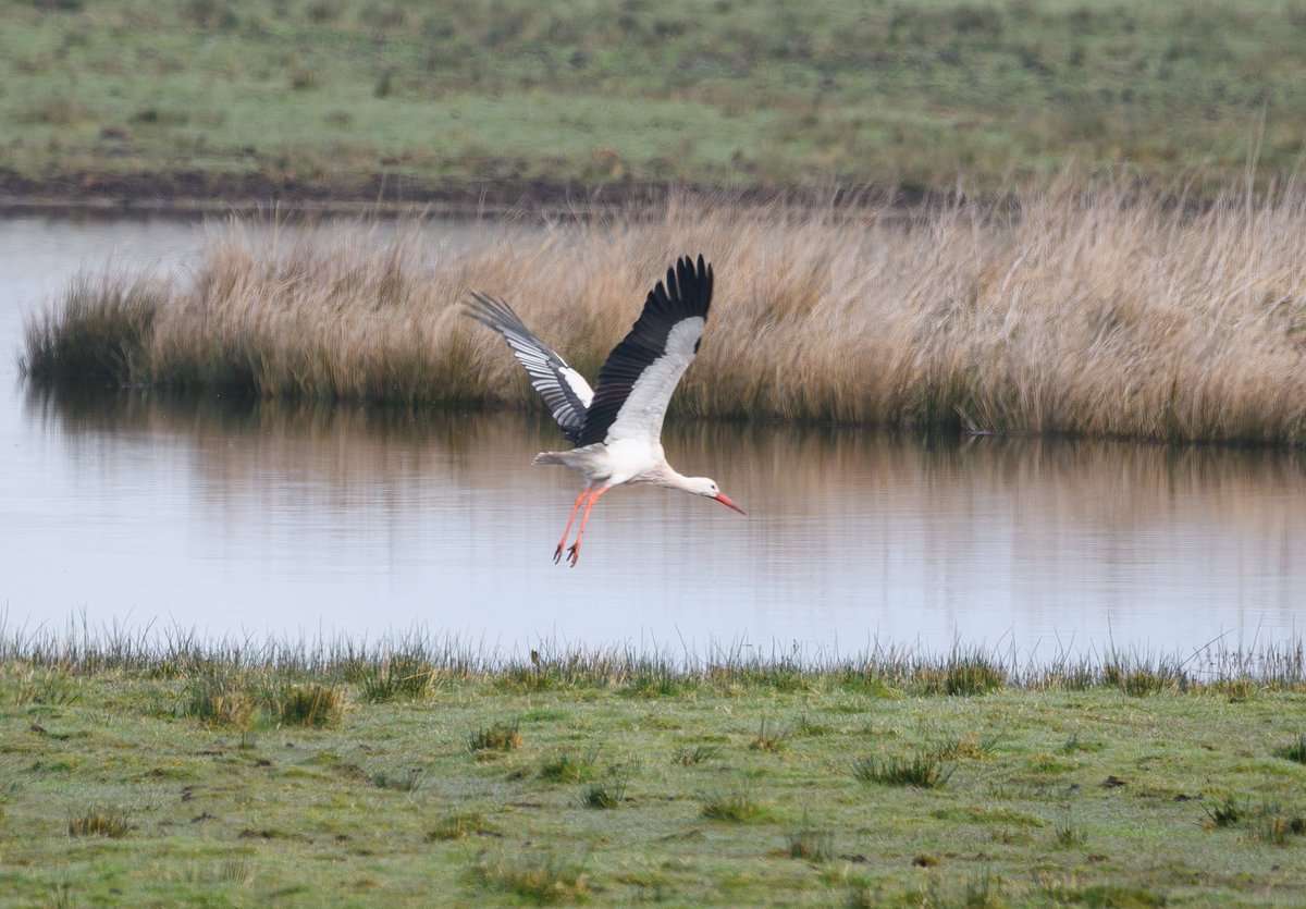 'Right, that's your lot - I'm off'  #whitestork #stork #lochleven #RSPBScotland #rspbscotland #BBCWildlifePOTD