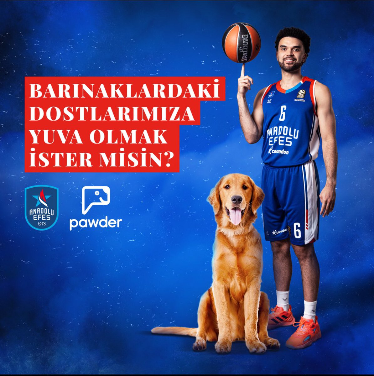 Sevgili Burak @burakarslantwit ve en sevdiğim basketbol takımı @AnadoluEfesSK ve buraya sığmayan güzel isimler çok güzel bir projeye imza attılar. Depremzede köpeklerimiz sahadaydı, birini sahiplenmek isterseniz👉🏼 @Pawderapp #SokakHayvanlarıSahipsizDeğil