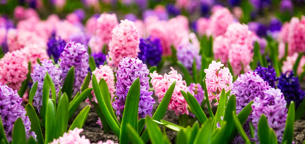 BethFratesMD's tweet photo. "People are like dirt. They can either nourish you and help you grow as a person or they can stunt your growth and make you wilt and die." Plato 🌺

Let's work on nourishing each other so we can grow together and reach our full potential. 💜

#SaturdayVibes #SaturdayMotivation https://t.co/6sYmyhTeUM